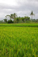Fototapeta na wymiar Rice Paddy