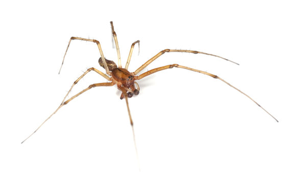 Long-legged spider isolated on white background.