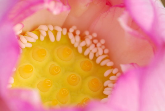 lotus