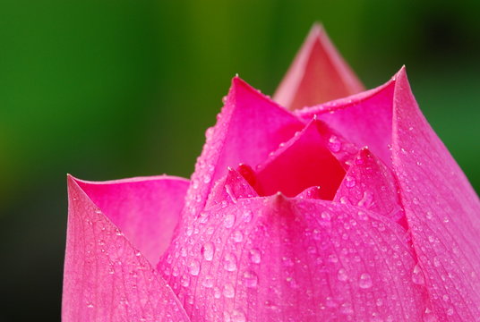 lotus