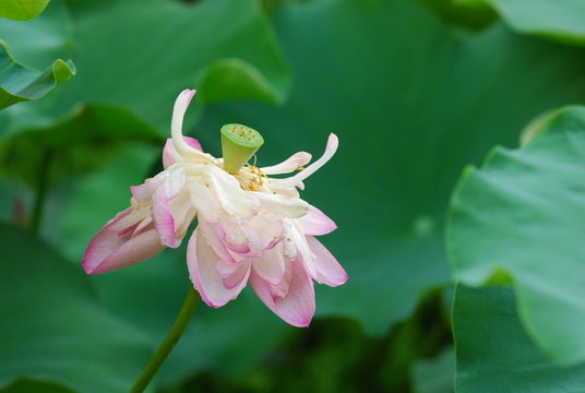 lotus