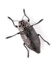 Beetle isolated on white background.
