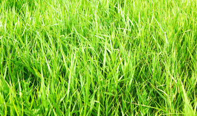 green grass close up background