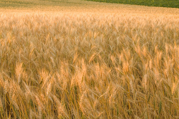 Gold wheat