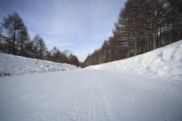 Forest road