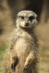 Meerkat