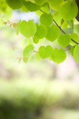 green leaves