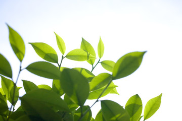 green leaves