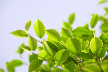 green leaves