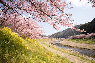Obraz na płótnie Canvas Cherry blossoms and yellow flowers and river.