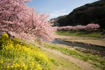 Cherry blossoms and yellow flowers and river.