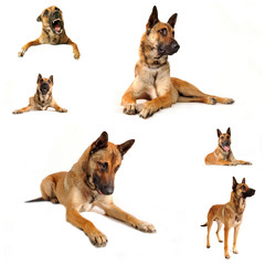 berger belge malinois