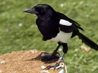 European Magpie