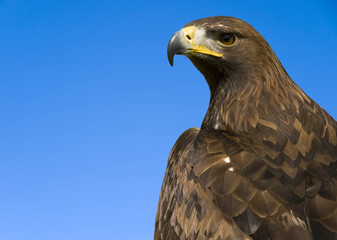 Aquila Chrysaetos