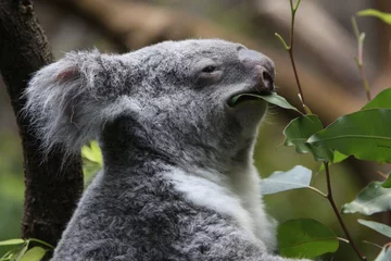 Papier Peint photo Lavable Koala Koala