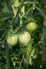 growing tomatoes in the garden