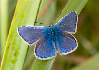 Common Blue butterfly