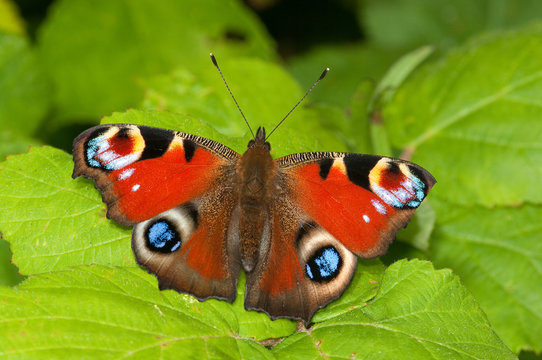 Peacock butterfly on green foliage