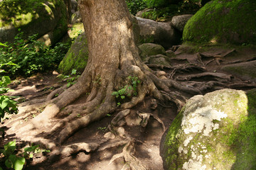 big stones and roots
