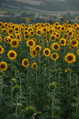 Obraz premium sunflower farming