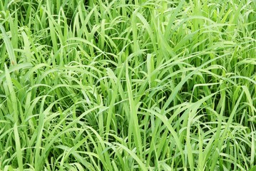 green grass on ameadow