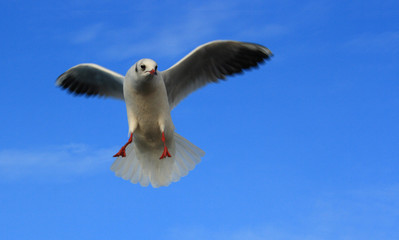 Seagull 2