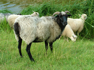 Fototapeta premium Goat and Sheep