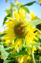 Sun flower