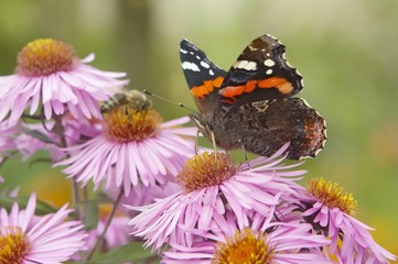The red admiral with flowers