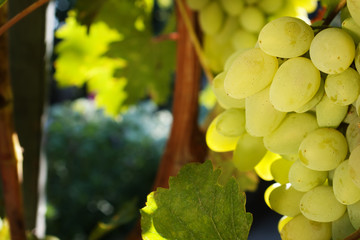 Bunch of white grapes growing with selective focus