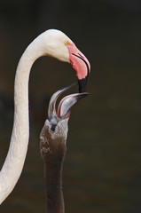 Feeding of Young Cuban flamingo - 24758768