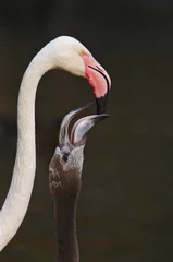 Papier Peint photo Lavable Flamant Feeding of Young Cuban flamingo