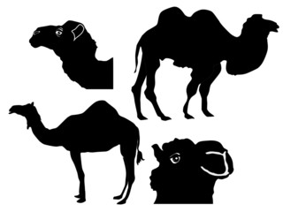 silhouettes of camels and bactrians