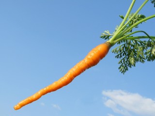 Young carrots skyline.