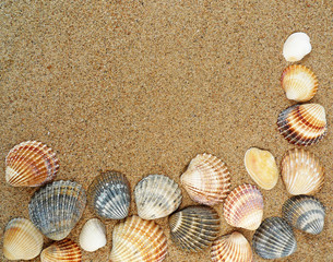 shells on a beach