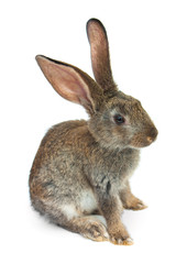 Happy New Year of rabbit