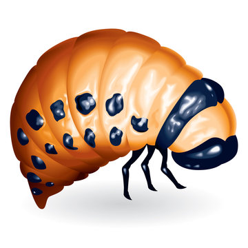 Beetle larvae