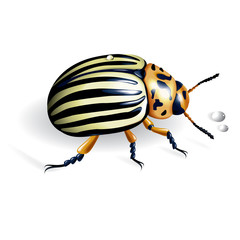 The Colorado potato beetle