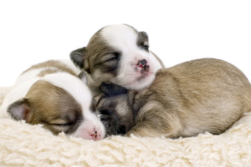 Sleeping two weeks old Chihuahua puppies