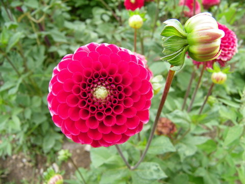Dalhia Boule Rouge