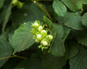 Hazel Nuts