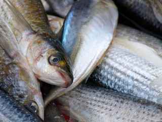 fish at market