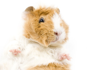 Fototapeta premium guinea pig