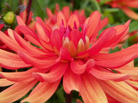 Dalhia orange