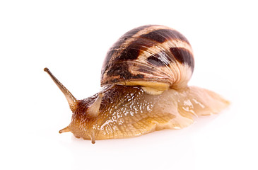 Snail isolated on white