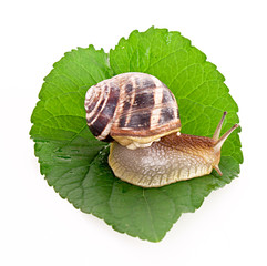 Snail on leaf over white background