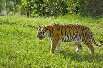 Tiger in the Wild