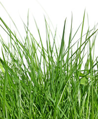 Obraz premium brins d'herbes sur fond blanc