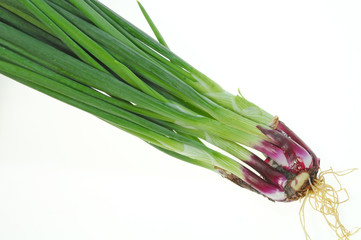 Obraz na płótnie Canvas Green Spring Onion Plant On White Background