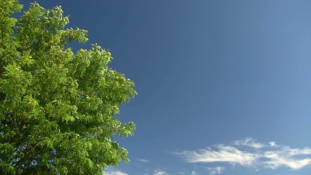 arbre au soleil sur fond bleu